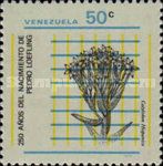 Spanish Seed (Cotyledon hispanica)