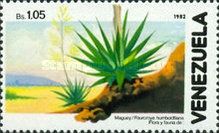 Maguey (Fourcroya humboldtiana)
