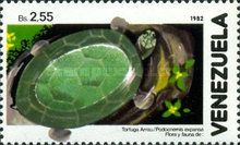 Arrau River Turtle (Podocnemis expansa) 