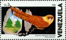 Oilbird (Steatornis caripensis)