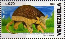 Giant Armadillo (Priodontes maximus)