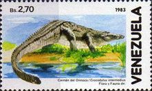 Orinoco Crocodile (Crocodylus intermedius)