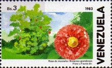 Rose of Montana (Brownea grandiceps)