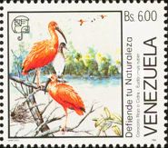 Scarlet Ibis (Eudocimus ruber)