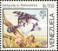 Harpy Eagle (Harpia harpyja)