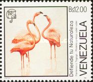 American Flamingo (Phoenicopterus ruber)
