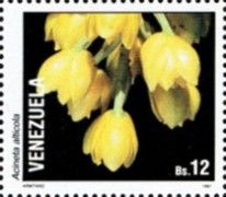 Acineta alticola