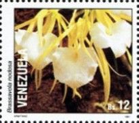 Brassavola nodosa