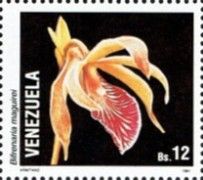 Bifrenaria maguirei