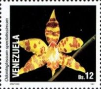 Odontoglossum spectatissimum