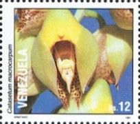 Catasetum macrocarpum