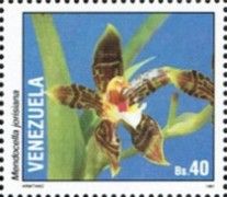 Mendocella jorisiana