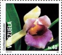 Cochleanthes discolor