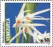Maxillaria splendens