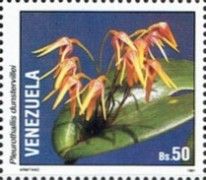 Pleurothallis dunstervillei