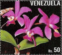 Cattleya violacea
