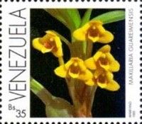 Orchids (Maxillaria guareimensis)