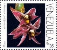 Orchids (Pahinia landiniana)