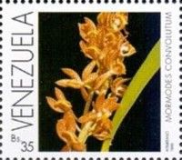 Orchids (mormodes convolutum)