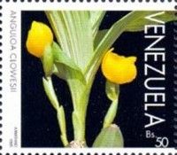 Orchids (Anguloa clowesii)