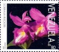 Sobralia ruckeri
