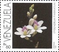 Epidendrum fimbiatum