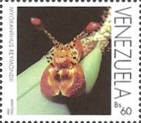 Myoxanthus reymondii