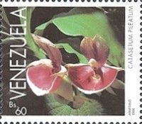 Catasetum pileatum