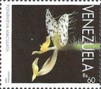 Ponthieva maculata