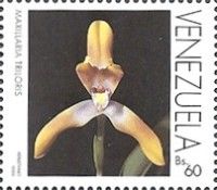 Maxillaria triloris