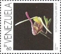 Scaphosepalum breve