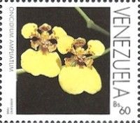 Oncidium ampliatum