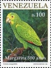 Yellow-shouldered Parrot (Amazona barbadensis)