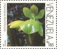 Epidendrum praetervisum