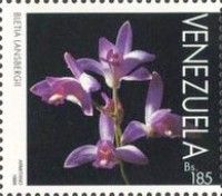 Bletia lansbergii