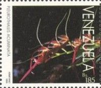 Pleurothallis acuminata