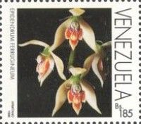 Epidendrum ferrugineum