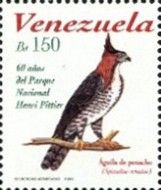 Ornate Hawk-Eagle (Spizaetus ornatus)