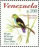 Lilac-tailed Parrotlet (Touit collaris) (see Description)