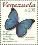 Emperor (Morpho peleides)