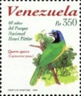 Inca Jay (Cyanocorax yncas)