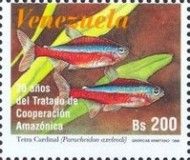 Tetra Cardinal (Paracheidon axelrode)