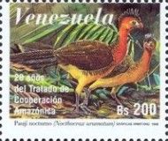 Nocturnal Curassow (Nothocrax urumutum)