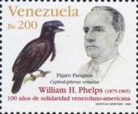 Phelps - Amazonian Umbrellabird (Cephalopterus ornatus)