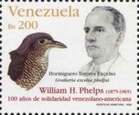Phelps - Great Antpitta (Grallaria excelsa phelpsi)
