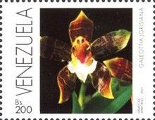 Galeottia jorisiana