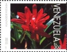 Scaphyglottis bidentata
