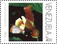 Lycaste macrophylla