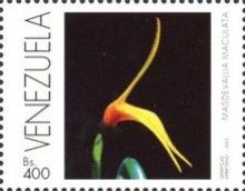 Masdevallia maculata