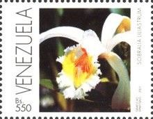 Sobralia liliastrum
